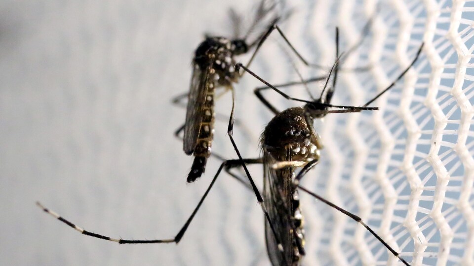 Des moustiques Aedes aegypti observés dans le laboratoire d'Oxitec à Campinas, au Brésil.