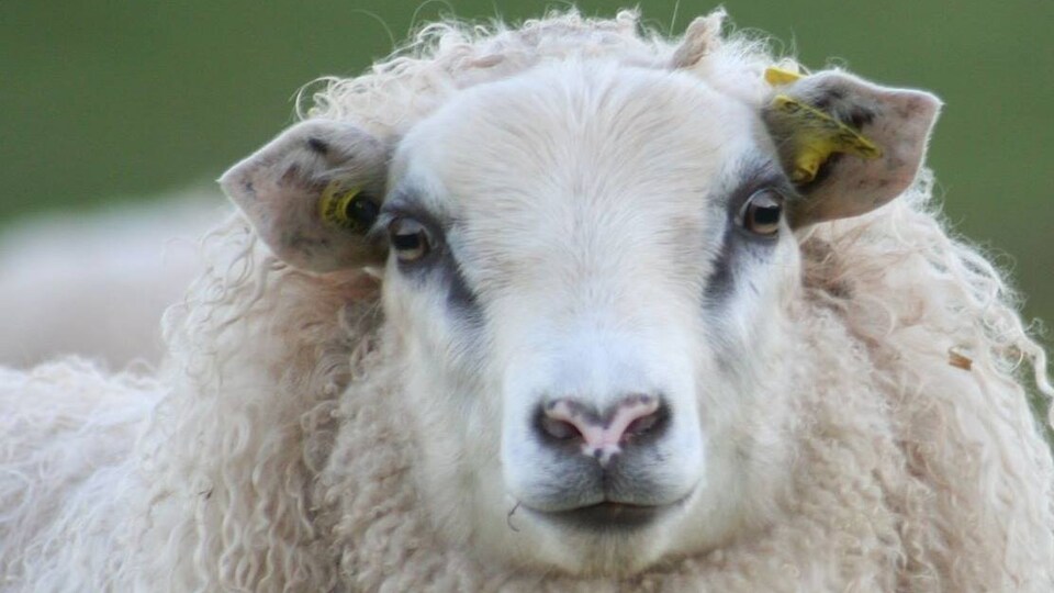 Gros plan sur un agneau Icelandic de la Ferme le biscornu, près de Rimouski.