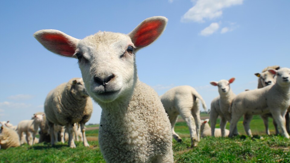 Un agneau curieux regarde la caméra, d'autres moutons en arrière-plan.