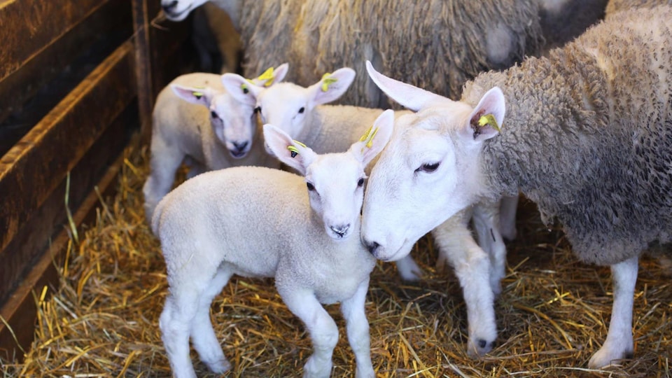 De jeunes moutons se tiennent dans la bergerie.