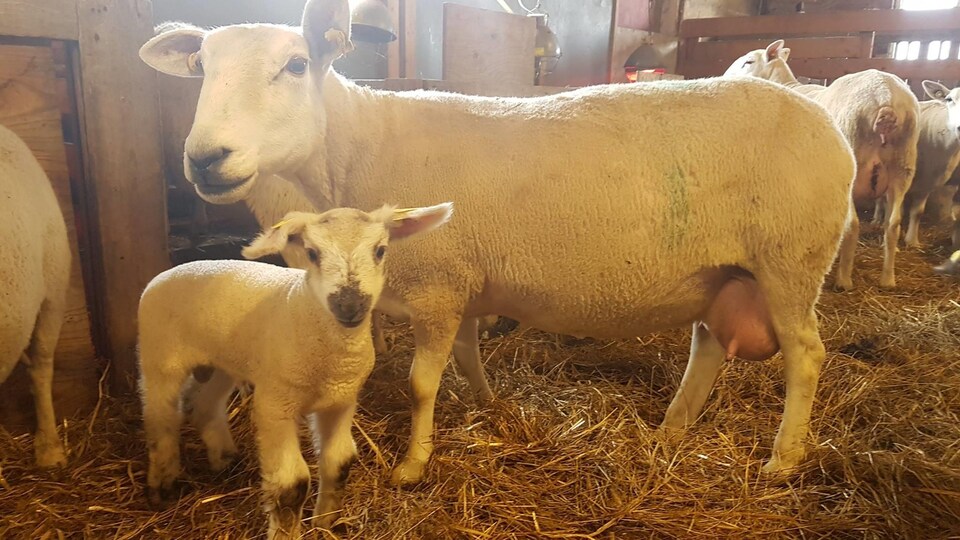 Les Moutons du large, aux Îles de la Madeleine