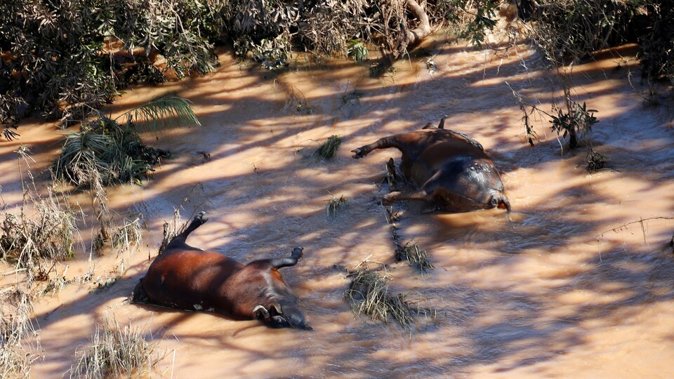 Des vaches mortes dans le district de Buzi à l'extérieur de Beira au Mozambique.