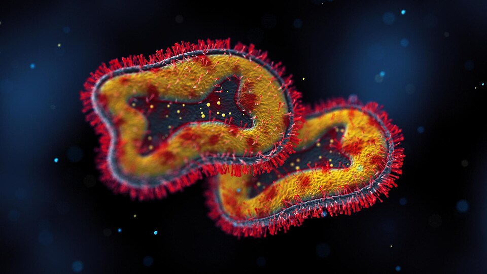 Illustration montrant le virus de la variole simienne. 