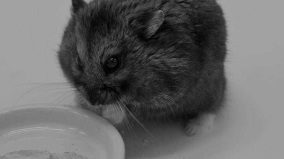 Un hamster avec un bol où il semble y avoir de la nourriture.