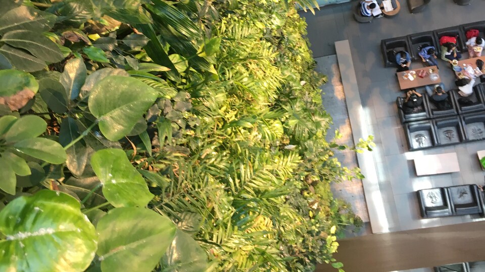 Des plantes accrochées à un mur