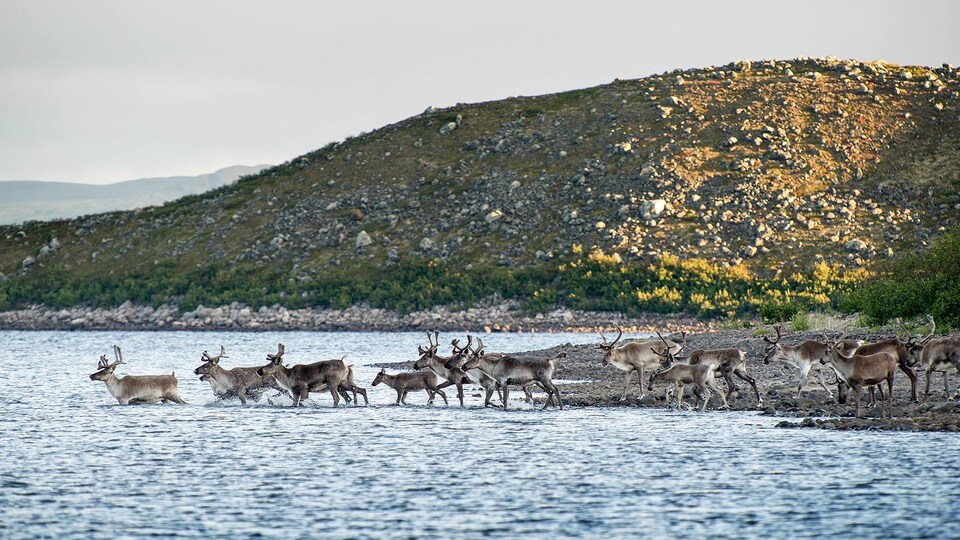 Des caribous quittent la rive pour marcher dans une rivière. Derrière eux, une montage rocheuse est illuminée par le soleil.