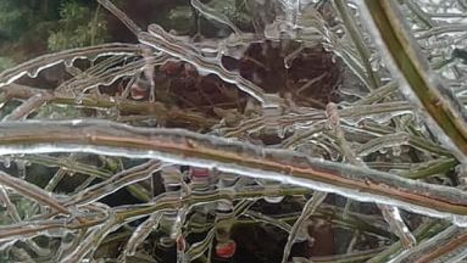 Un conifère recouvert de glace.