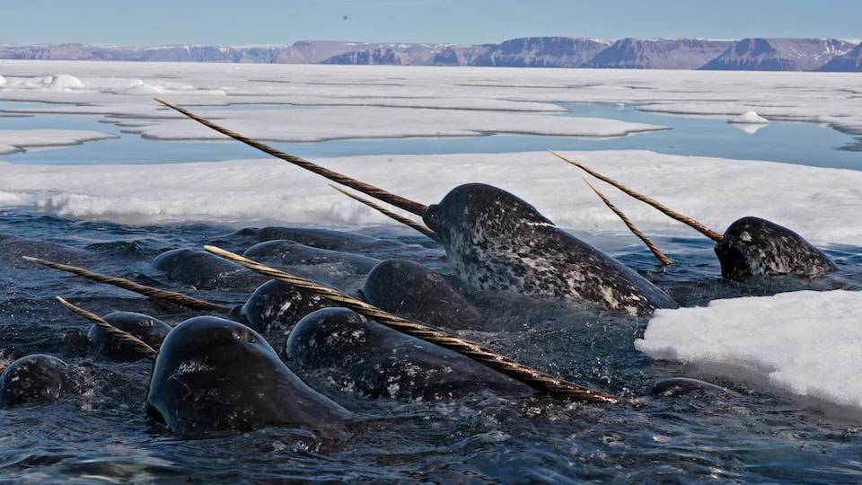 Un troupeau de narvals sont hors de l'eau entourés de glace de mer.