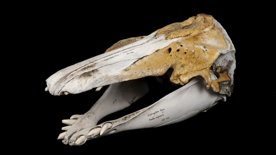 Photo du crâne d'un mammifère marin.