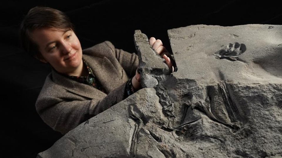 La paléontologue Natalia Jagielska et le spécimen fossilisé.