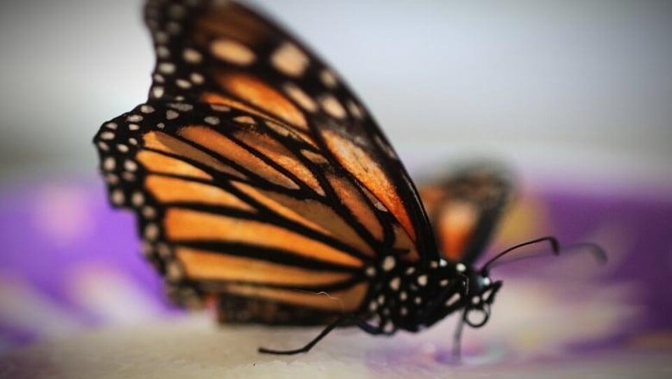 Un papillon monarque.