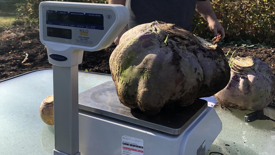 Un navet de plus de 15 kilos récolté à SaintOmer RadioCanada.ca