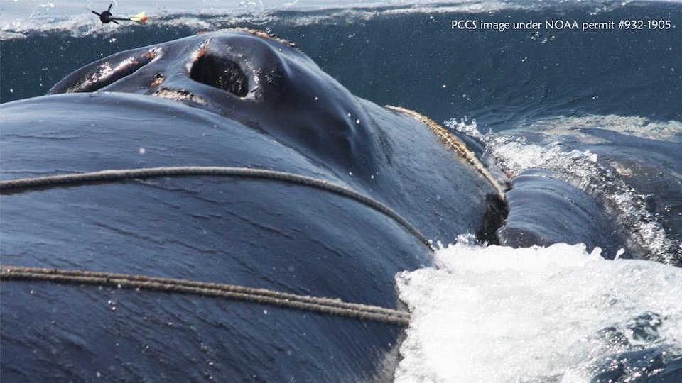 Des sauveteurs tentent de libérer une baleine noire au large de Cape Cod, au Massachusetts.