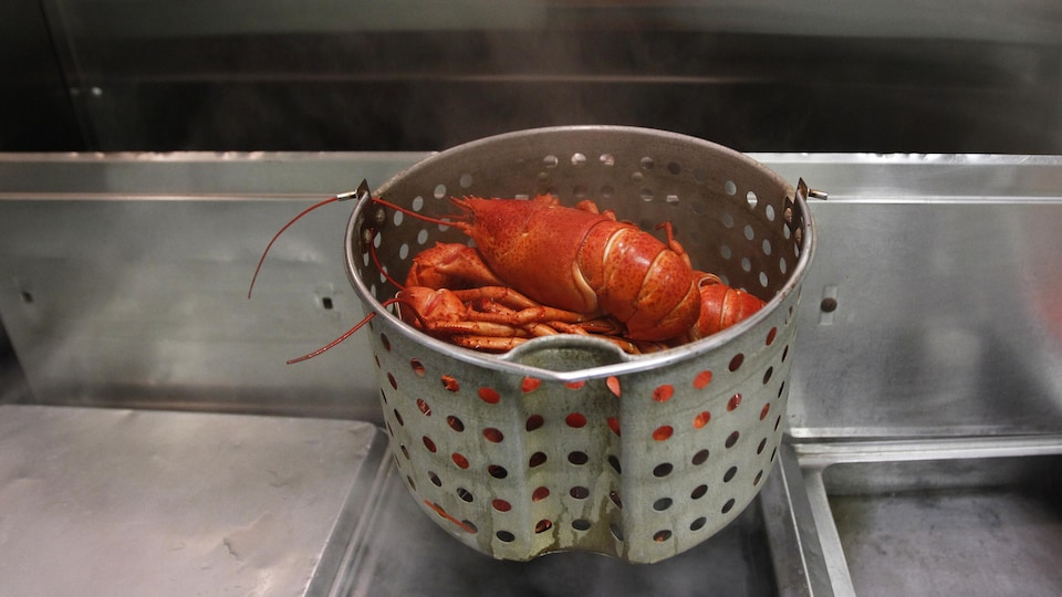 Des homards cuits à la vapeur refroidissent au restaurant Redhook Lobster Pound, à New York. 