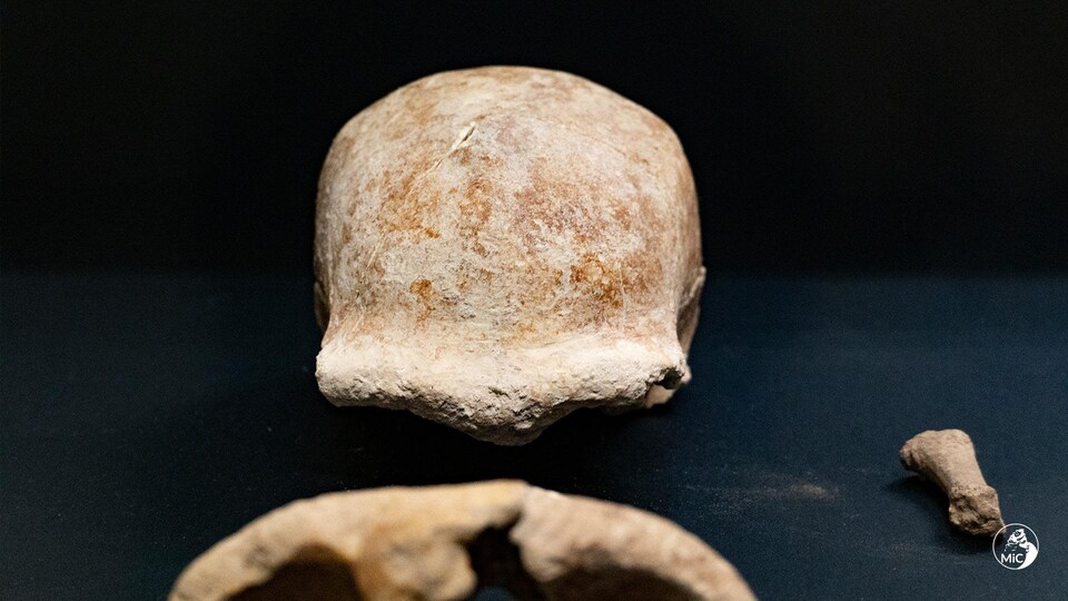 Gros plan sur le crâne d'un Néandertalien découvert dans la grotte de Guattari.