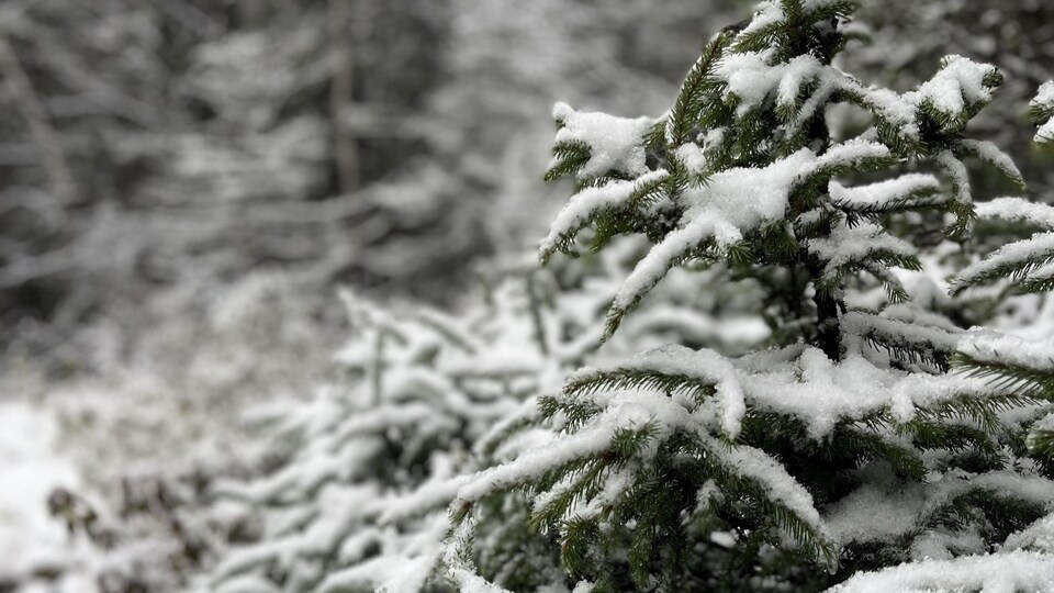 Une petite épinette est recouverte de neige à Baie-Comeau.