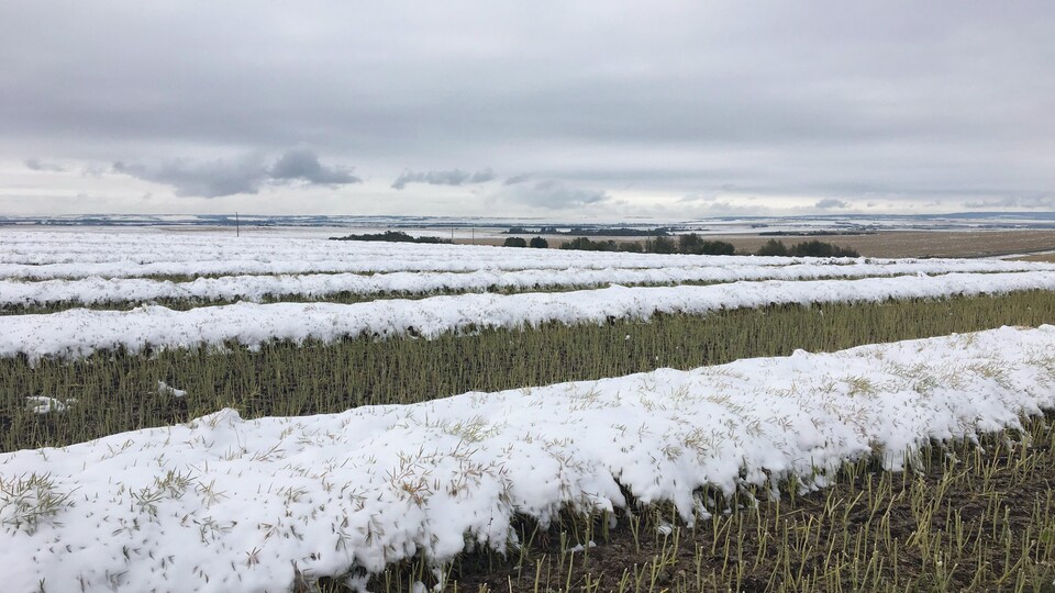 Un champ de canola est partiellement recouvert de neige sous un ciel nuageux