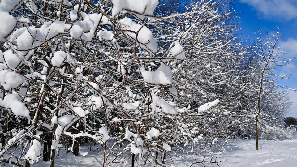 Avertissements de neige pour Calgary et pour le sud de l'Alberta | Radio