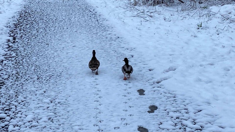 Deux canards marchent en laissant des traces dans la neige sur un sentier piéton de la région de Québec.