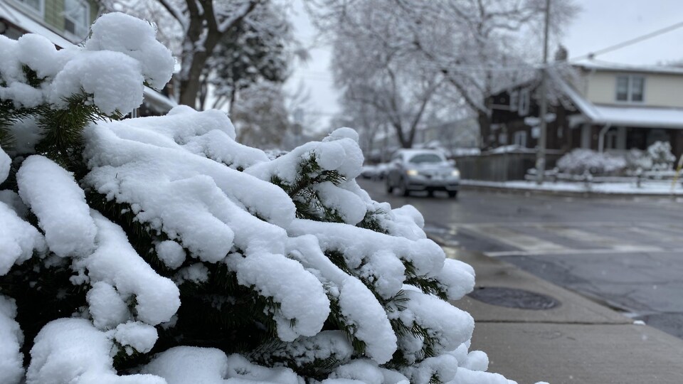 De la neige sur un arbuste dans une rue à Toronto.