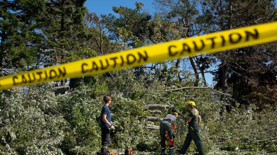 Des travailleurs nettoient des arbres à Dartmouth, en Nouvelle-Écosse. 
