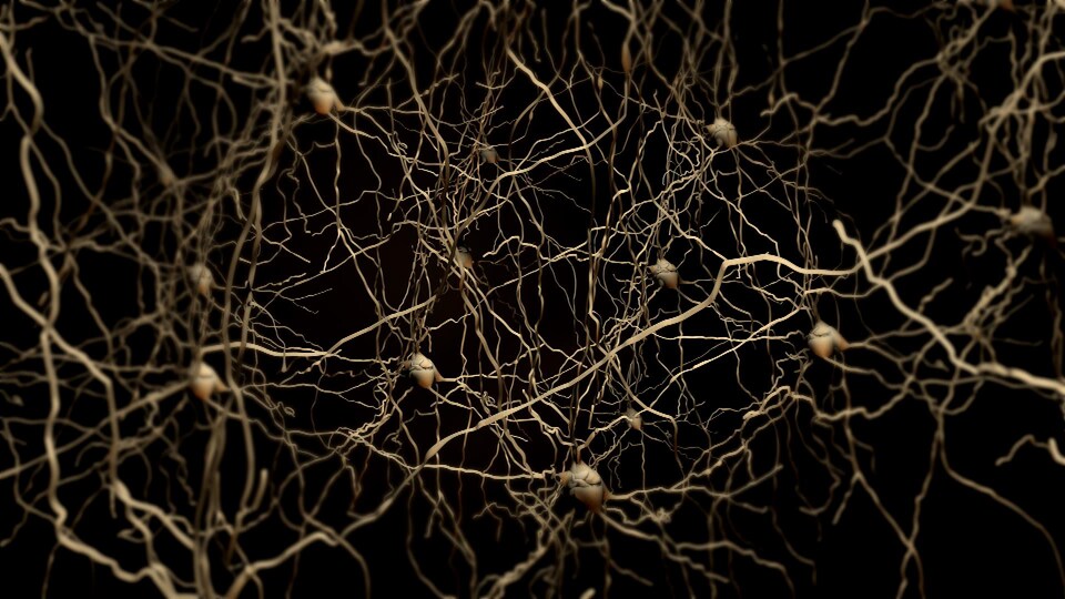 Représentation de neurones dans le cerveau humain.