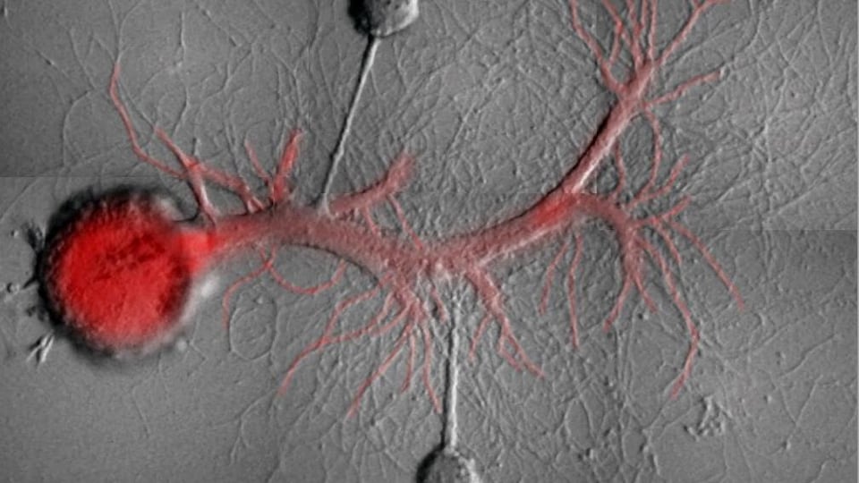 Les chercheurs ont stimulé deux neurones sensoriels d’Aplysia reliés par connexion synaptique à un seul et même neurone moteur.