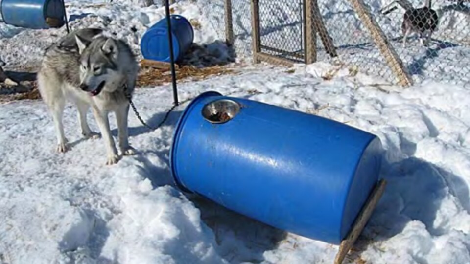 Un chien husky est attaché à un baril bleu qui lui sert de niche.