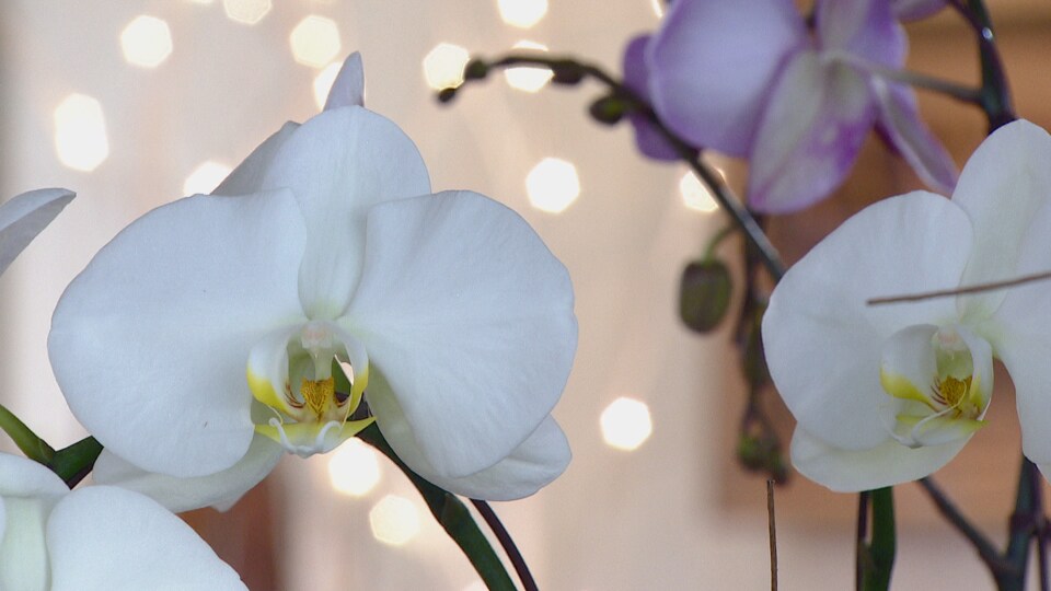 Des orchidées en gros plan.