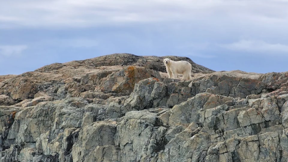 Un ours polaire curieux sur une île.