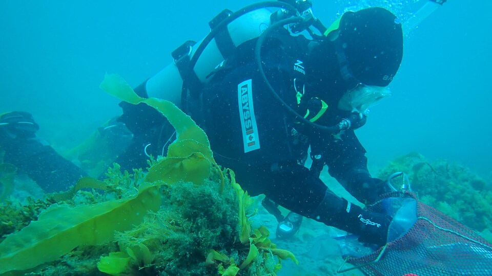 Une plongeuse collecte des algues dans les fonds marins près de Cambridge Bay.