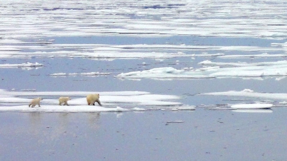 Une ourse polaire et ses deux petits marchent sur la glace de mer proche de la péninsule Boothia.