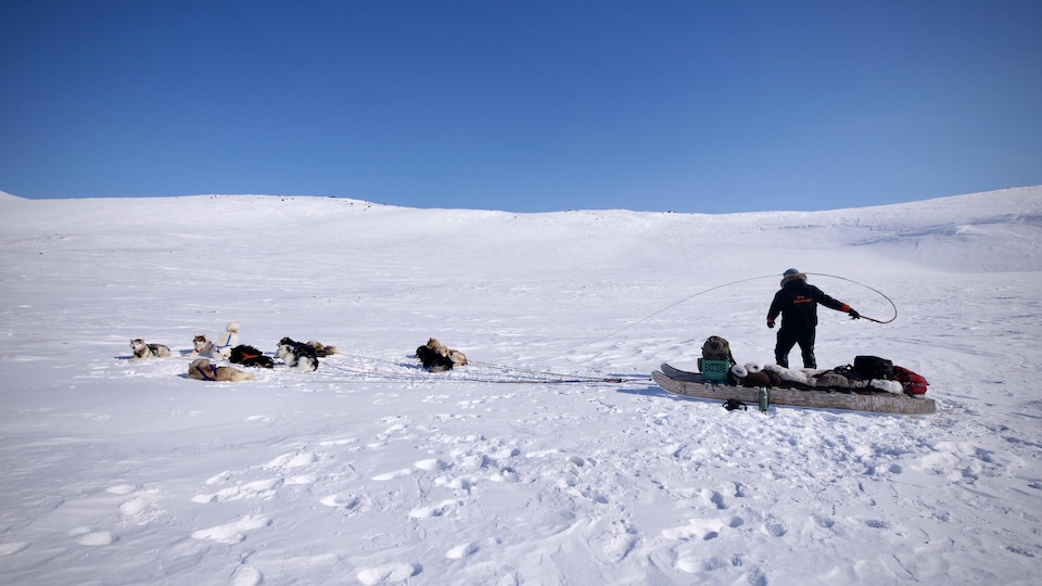 Des chiens sont couchés dans la neige à côté d'un traîneau de bois et de leur maître.