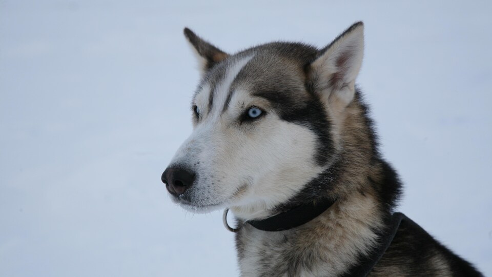 Photo du chien dehors dans la neige