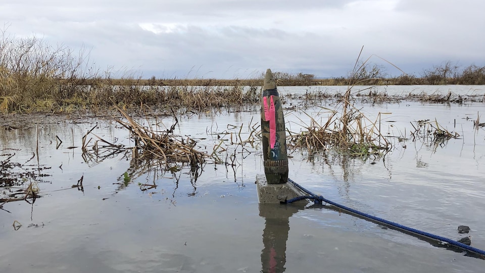 Un obus dans l'eau à travers des marécages.