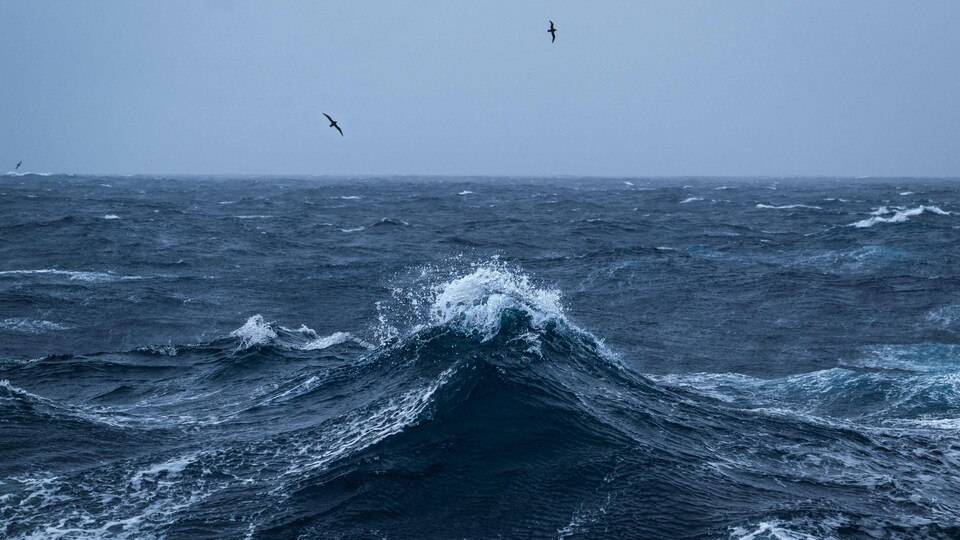 Des oiseaux marins survolant les eaux au sud de l'océan Indien.