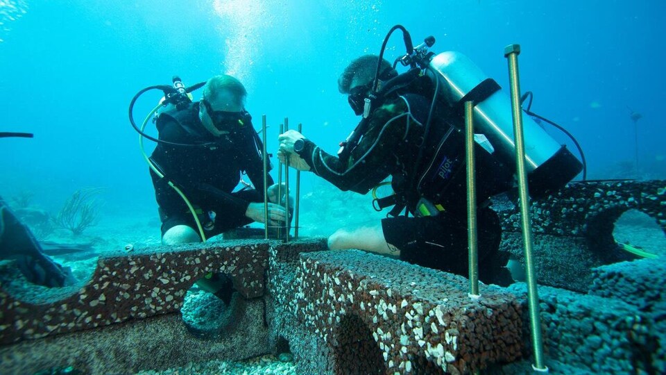 Deux plongeurs travaillent sur un récif artificiel en fond marin.