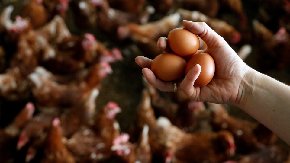 Élevage de poules pondeuses