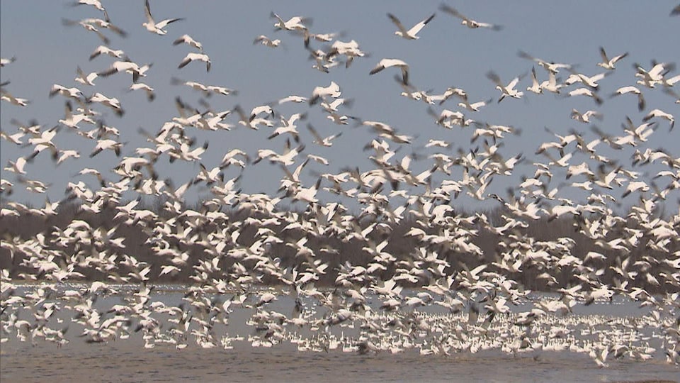 Une envolée d'oies blanches à Baie-du-Fèbvre.