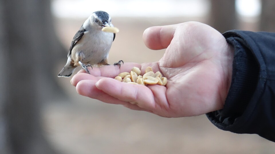 Encore De Nombreux Oiseaux Dans Les Rocheuses Selon Une étude Radio 