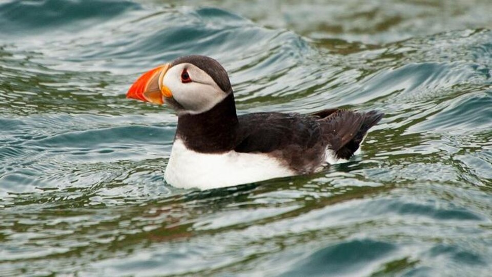 Un macareux moine sur l'eau.