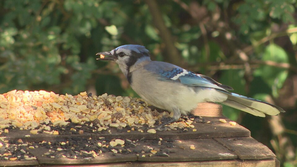 Un oiseau posé sur une mangeoire déguste l'une des nombreuses graines à sa disposition devant un fond de feuilles d'arbres.