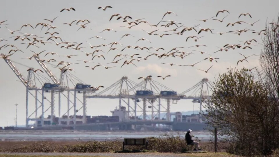 Des oiseaux en vol devant des infrastructures portuaires.
