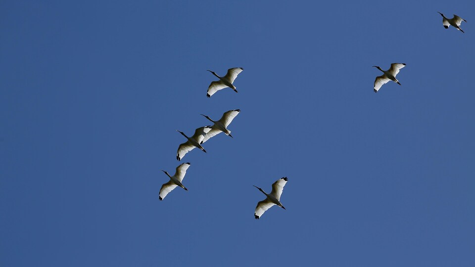 Six oiseaux migrateurs volent sous un ciel bleu au-dessus du parc national Palo Verde de Bagaces, au Costa Rica
