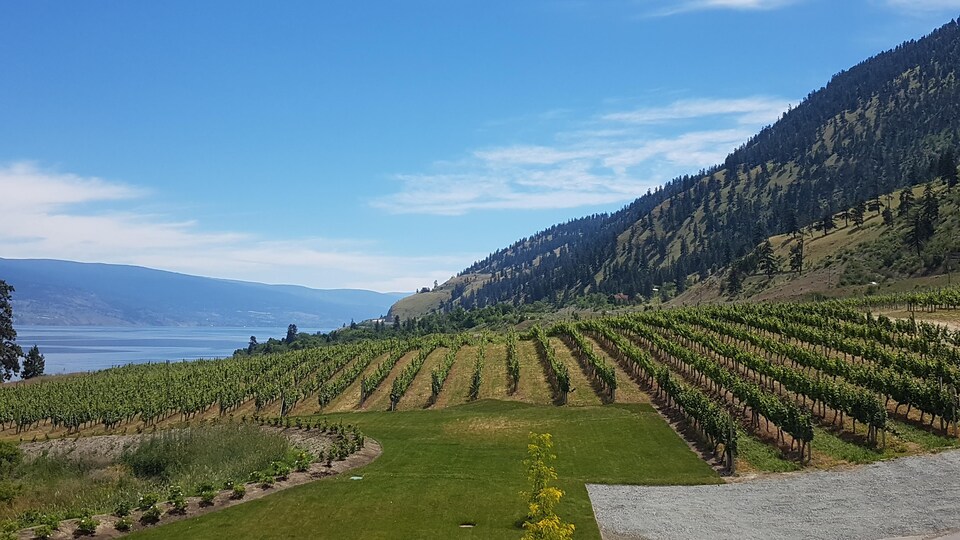 Des vignes et le lac Okanagan