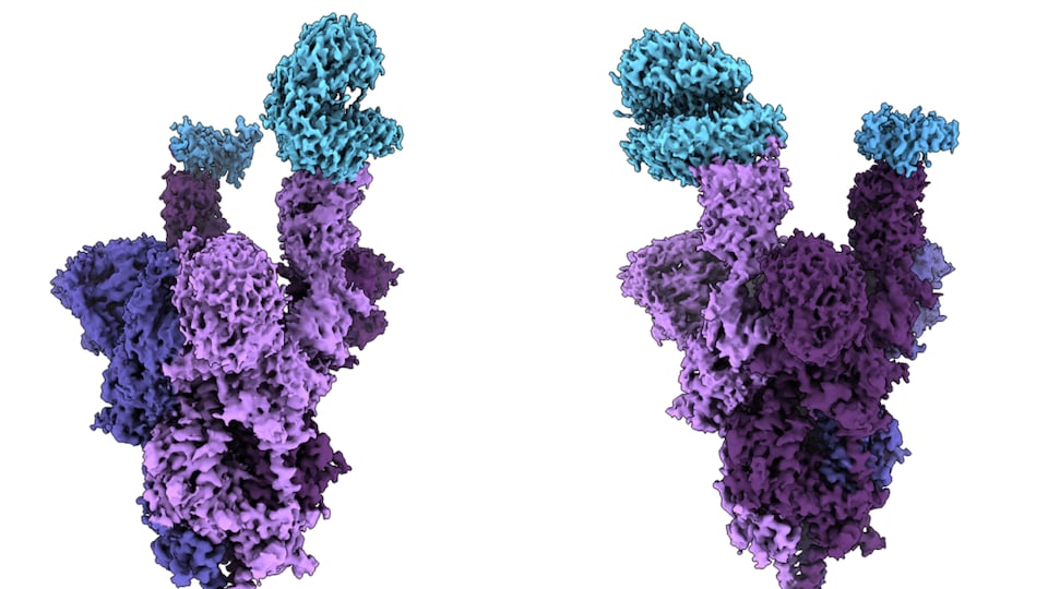 Image en résolution quasiment atomique de la mutation qui se trouve sur la protéine de spicule.