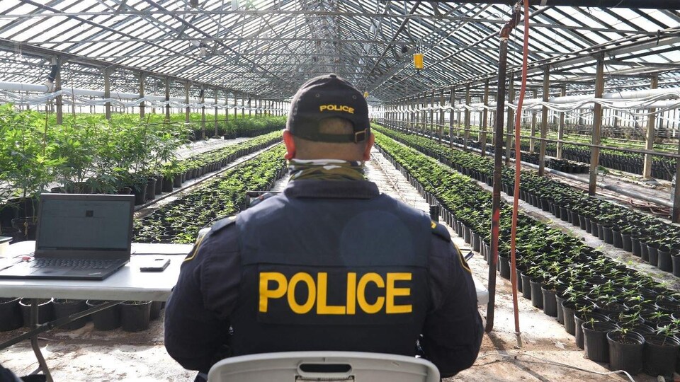 Un policier de dos dans une serre de cannabis.