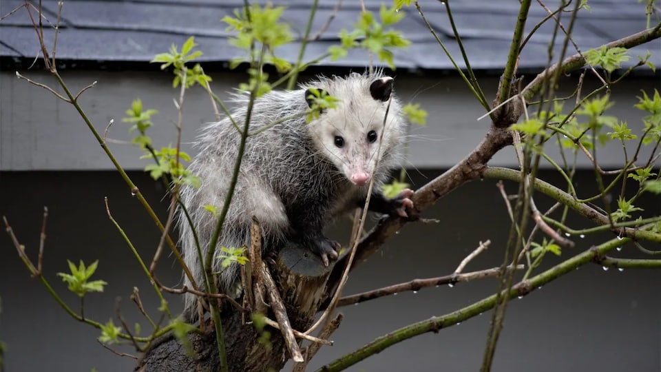 De plus en plus d’opossums se pointent le museau en Montérégie Radio
