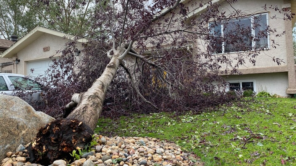 Un arbre arraché, couché dans le jardin d'une maison à Regina.