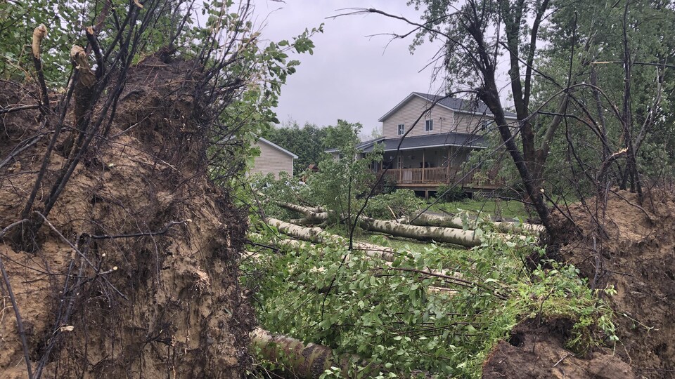 Des arbres ont été arrachés dans un jardin.
